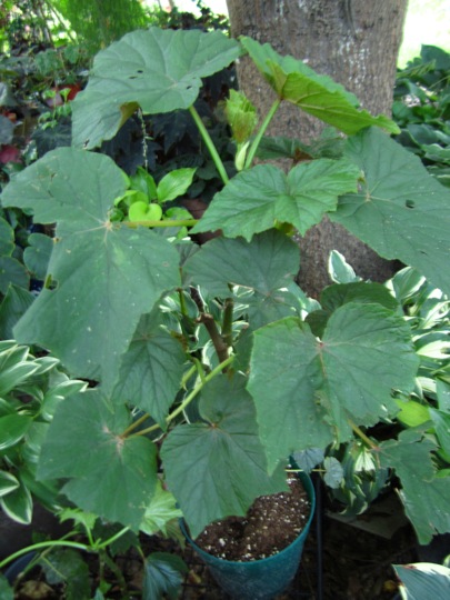 B. ‘Louisiana Upstart’